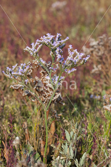 Lamsoor (Limonium vulgare)