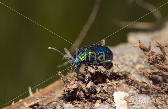 leaf beetle (Chrysomela spec)