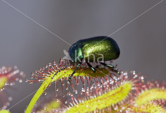 leaf beetle (Chrysomela spec)