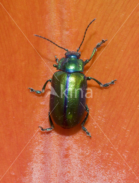 leaf beetle (Chrysomela spec)