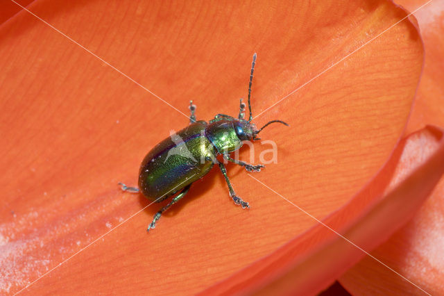 leaf beetle (Chrysomela spec)