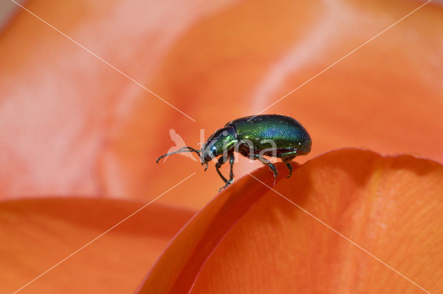 leaf beetle (Chrysomela spec)