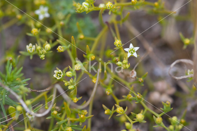 Liggend bergvlas (Thesium humifusum)