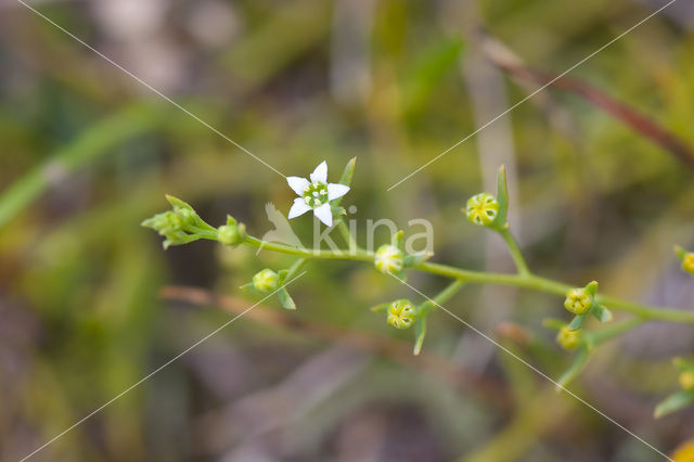 Liggend bergvlas (Thesium humifusum)