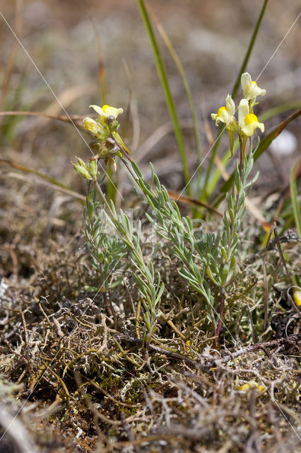 Liggende leeuwenbek (Linaria supina)