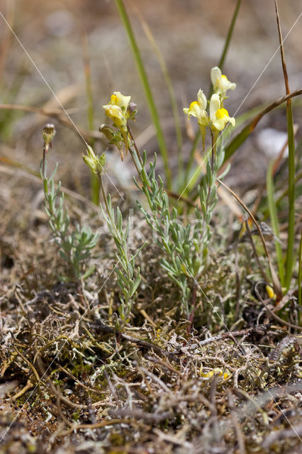 Liggende leeuwenbek (Linaria supina)