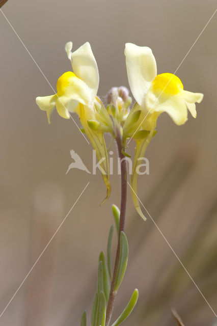 Liggende leeuwenbek (Linaria supina)