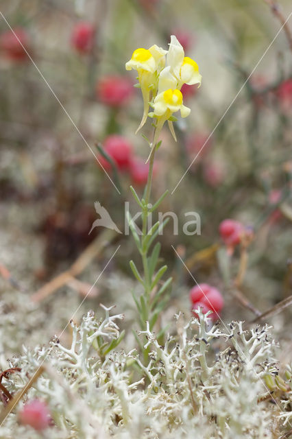 Liggende leeuwenbek (Linaria supina)