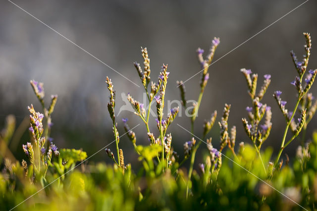 Limonium dodartii