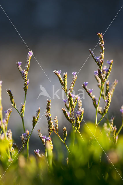 Limonium dodartii