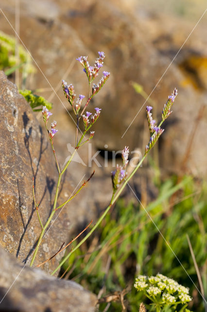 Limonium dodartii