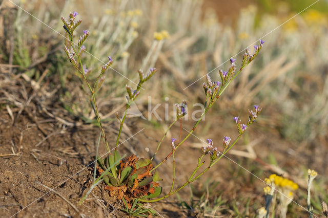 Limonium dodartii