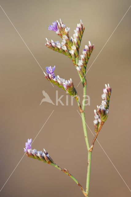 Limonium dodartii