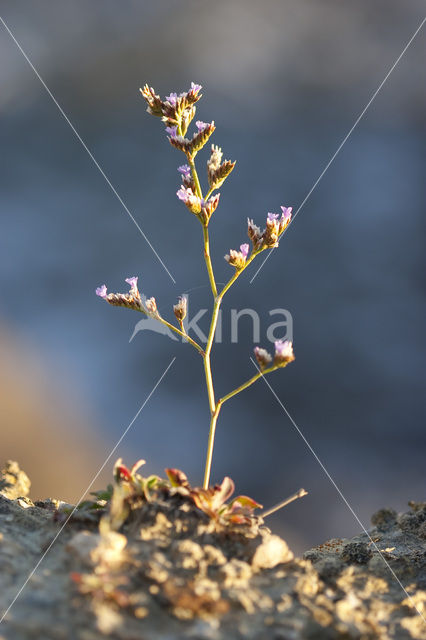 Limonium dodartii