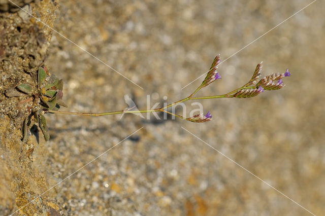 Limonium dodartii