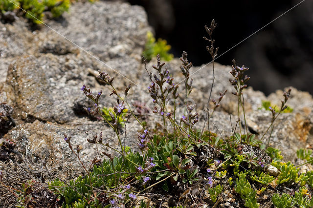 Limonium dodartii