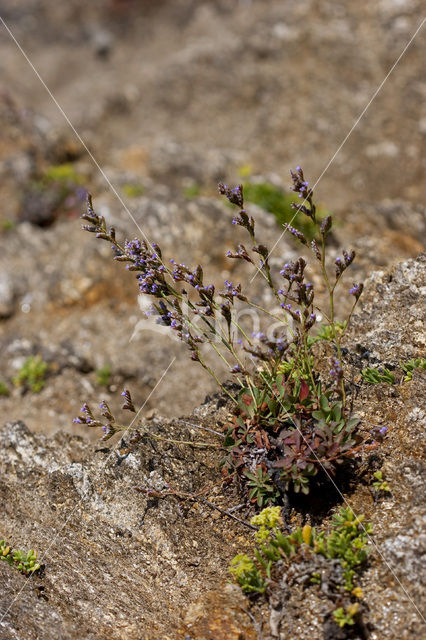 Limonium dodartii