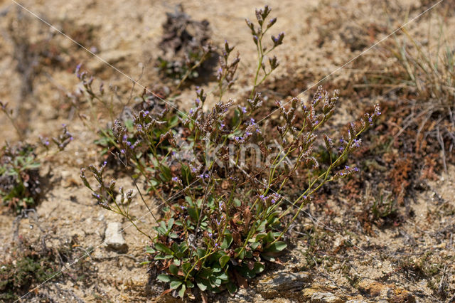 Limonium dodartii