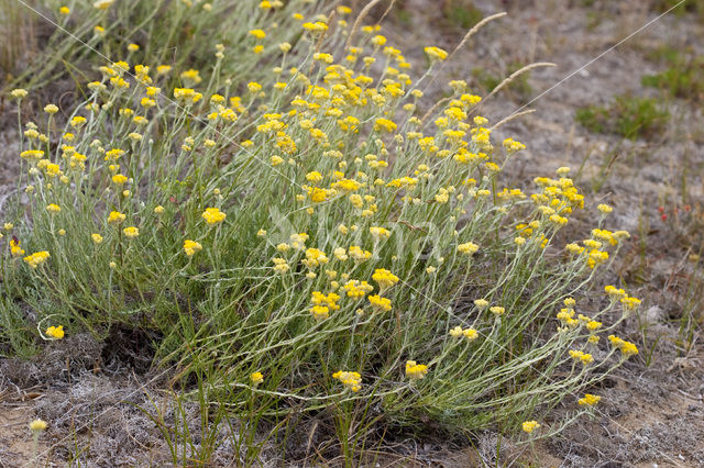 Mediterrane Droogbloem (Helichrysum stoechas)