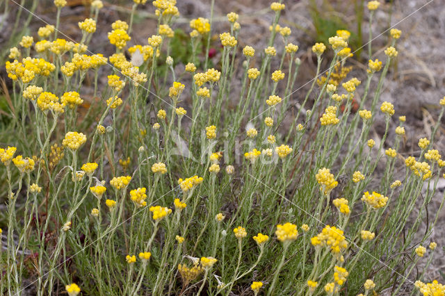 Mediterrane Droogbloem (Helichrysum stoechas)