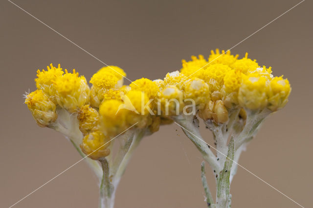 Mediterrane Droogbloem (Helichrysum stoechas)