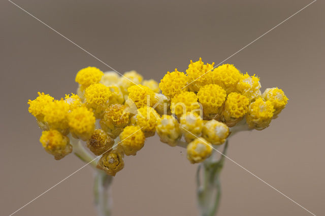 Mediterrane Droogbloem (Helichrysum stoechas)