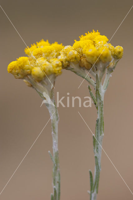 Mediterrane Droogbloem (Helichrysum stoechas)