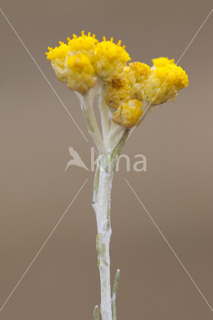 Mediterrane Droogbloem (Helichrysum stoechas)