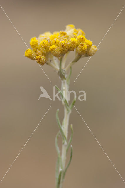 Mediterrane Droogbloem (Helichrysum stoechas)