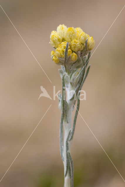 Mediterrane Droogbloem (Helichrysum stoechas)