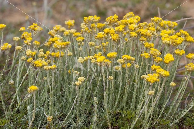 Mediterrane Droogbloem (Helichrysum stoechas)