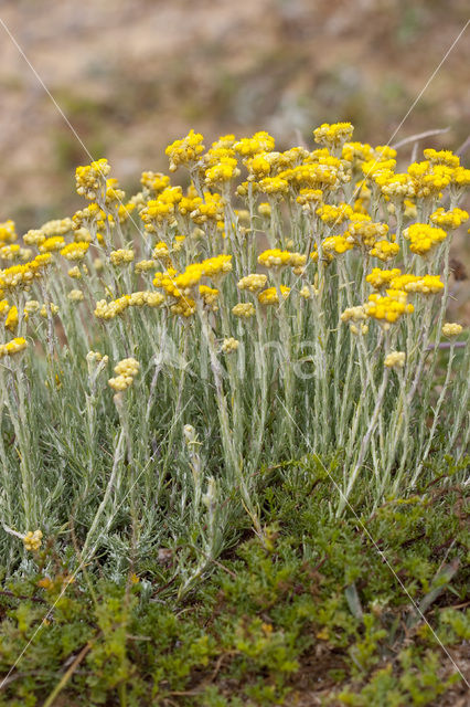 Mediterrane Droogbloem (Helichrysum stoechas)