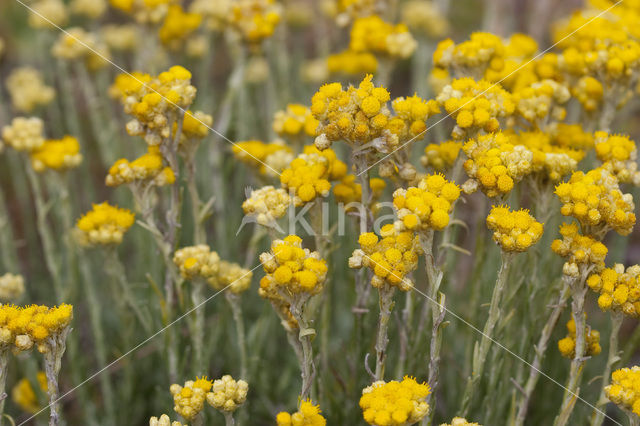 Mediterrane Droogbloem (Helichrysum stoechas)