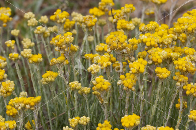 Mediterrane Droogbloem (Helichrysum stoechas)