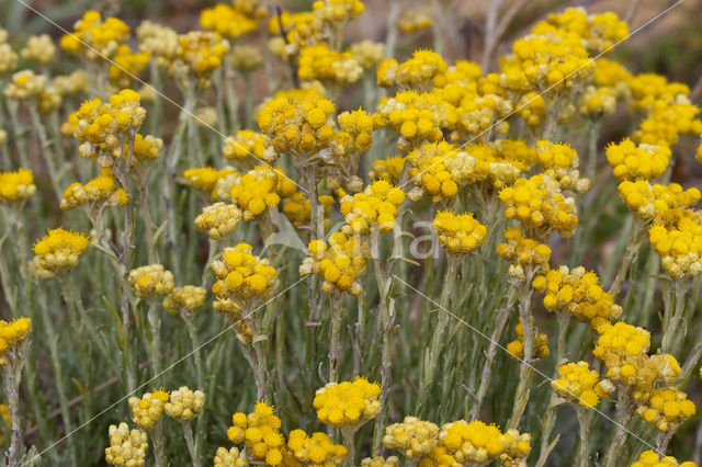 Mediterrane Droogbloem (Helichrysum stoechas)