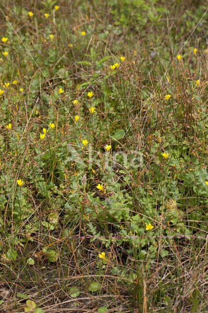 Moerashertshooi (Hypericum elodes)