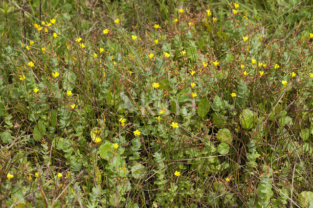 Moerashertshooi (Hypericum elodes)