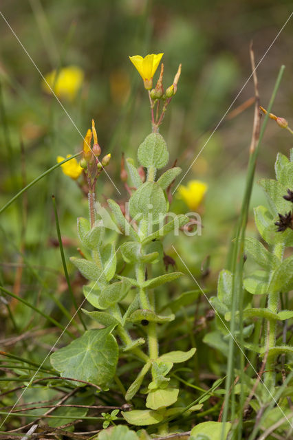 Moerashertshooi (Hypericum elodes)