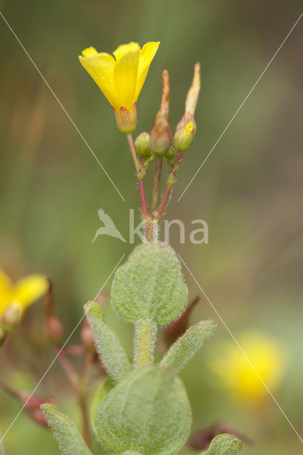 Moerashertshooi (Hypericum elodes)