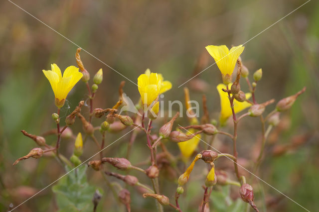 Moerashertshooi (Hypericum elodes)