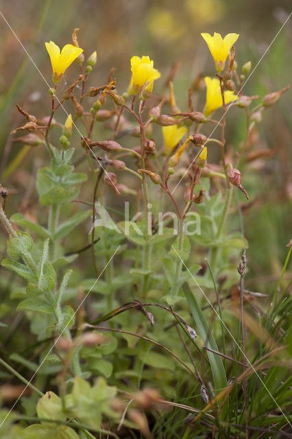 Moerashertshooi (Hypericum elodes)