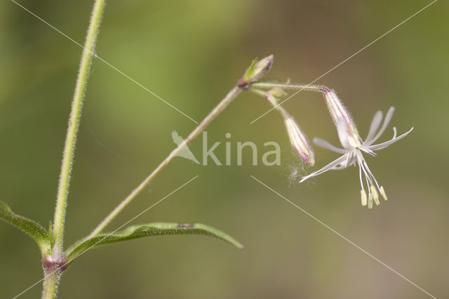 Nachtsilene (Silene nutans)