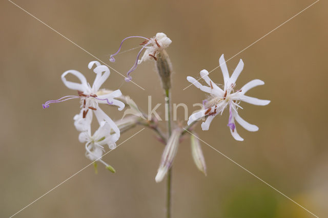 Nachtsilene (Silene nutans)