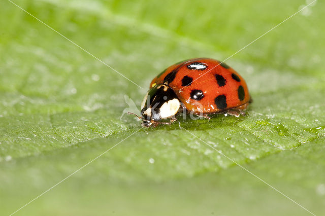 Negentienpuntlieveheersbeestje (Anisosticta novemdecimpunctata)