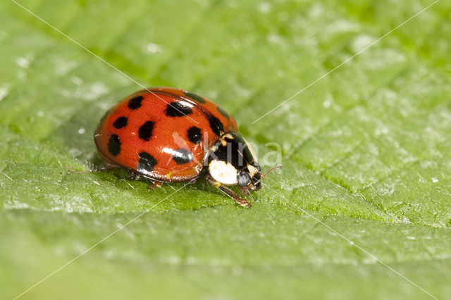 Negentienpuntlieveheersbeestje (Anisosticta novemdecimpunctata)