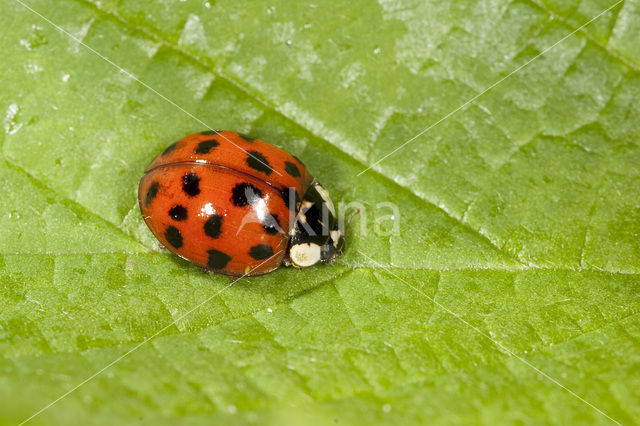 Negentienpuntlieveheersbeestje (Anisosticta novemdecimpunctata)