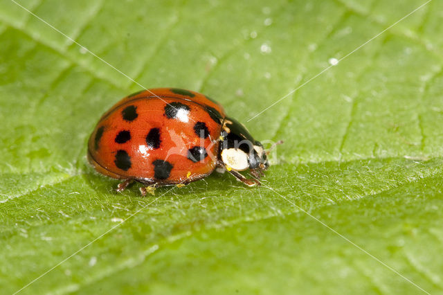 Negentienpuntlieveheersbeestje (Anisosticta novemdecimpunctata)