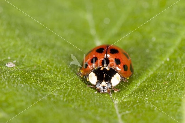 Negentienpuntlieveheersbeestje (Anisosticta novemdecimpunctata)