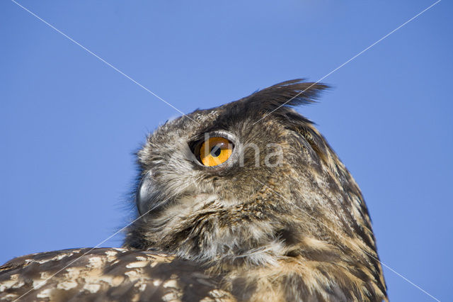 Oehoe (Bubo bubo)