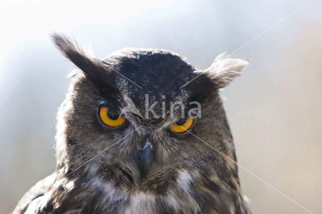 Oehoe (Bubo bubo)